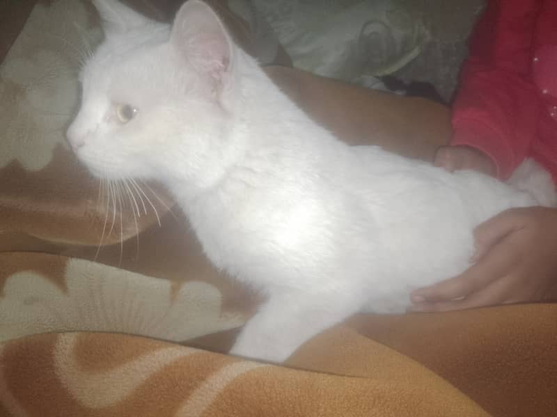 Turkeish Angora Male Cat 3