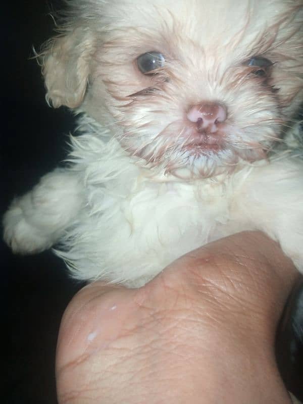 original shihtzu puppies 0