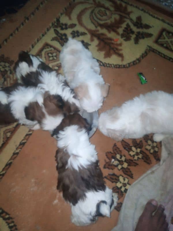 original shihtzu puppies 1