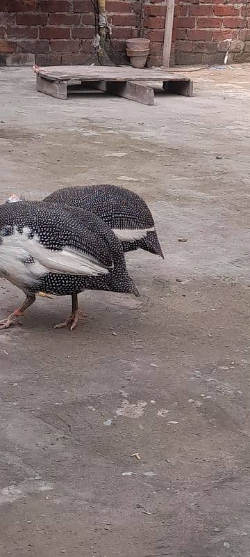 Chakor BREEDER pair 1