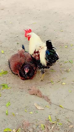 Golden misri hens / egg laying hens / desi murghi