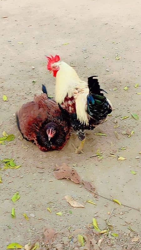 Golden misri hens / egg laying hens / desi murghi 0