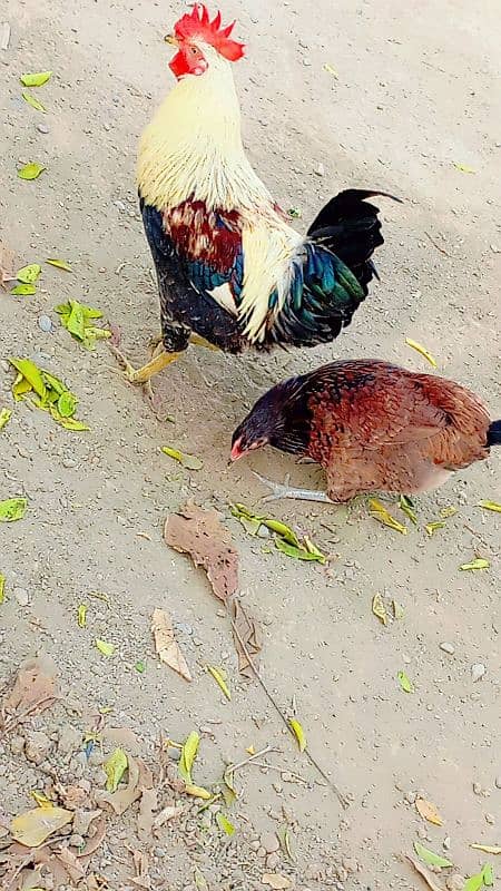 Golden misri hens / egg laying hens / desi murghi 1