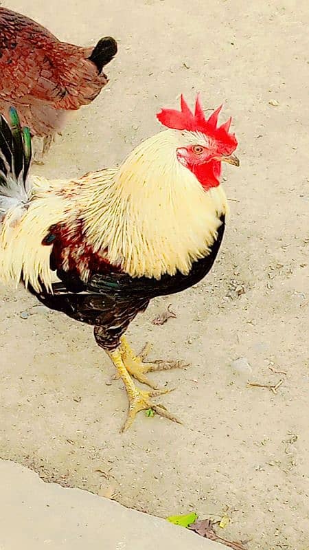 Golden misri hens / egg laying hens / desi murghi 2