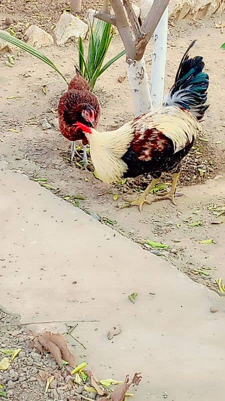 Golden misri hens / egg laying hens / desi murghi 3