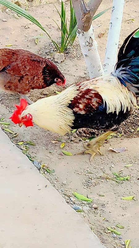 Golden misri hens / egg laying hens / desi murghi 4