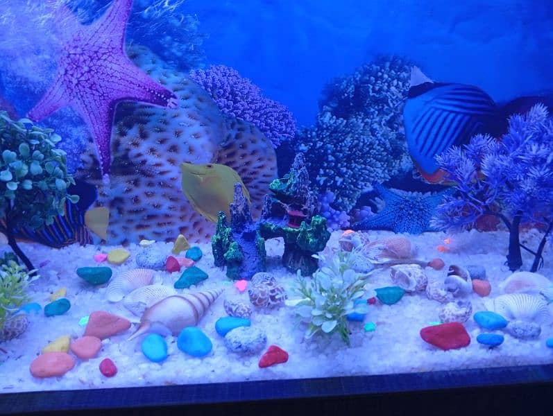 aquarium new 2