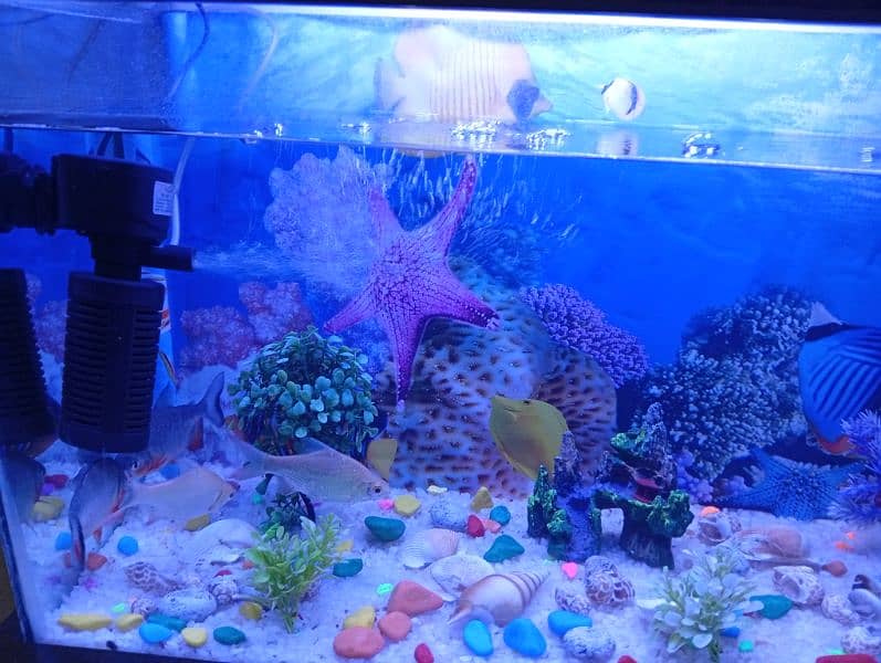 aquarium new 4