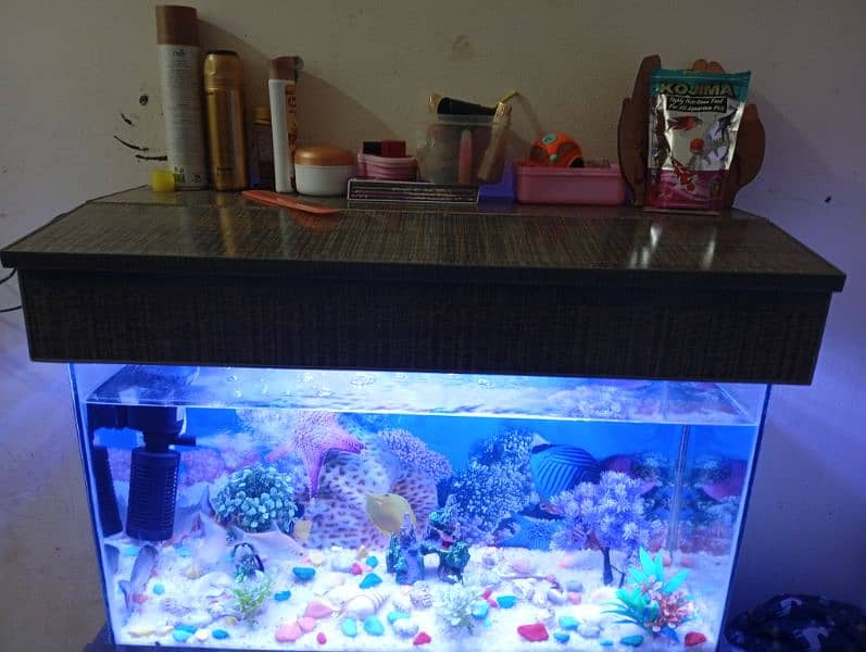 aquarium new 6