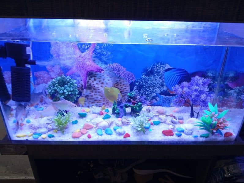 aquarium new 7