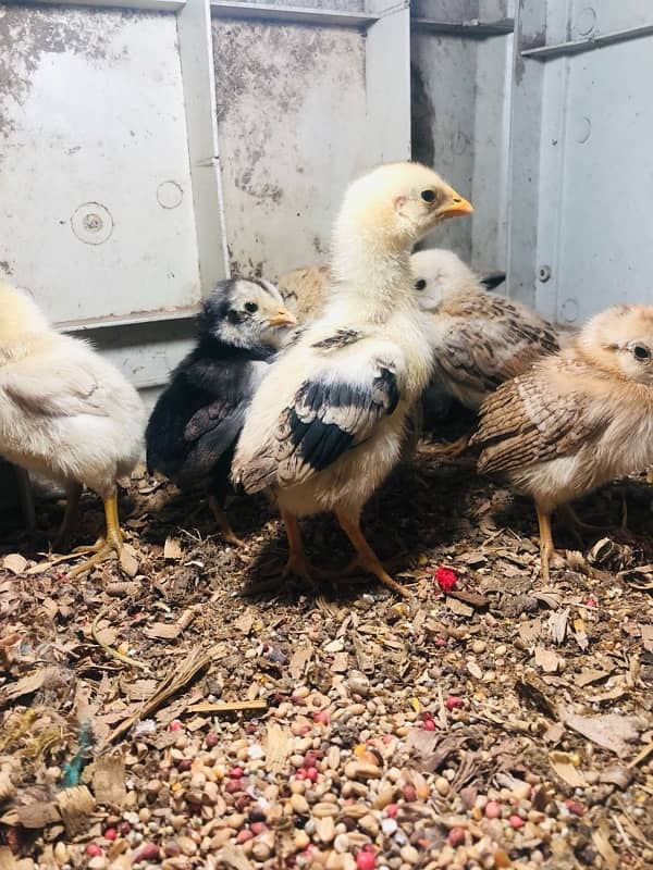 Aseel Home Breed Chicks 22 days 2