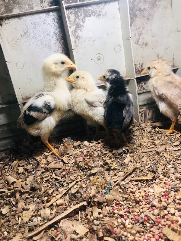 Aseel Home Breed Chicks 22 days 4