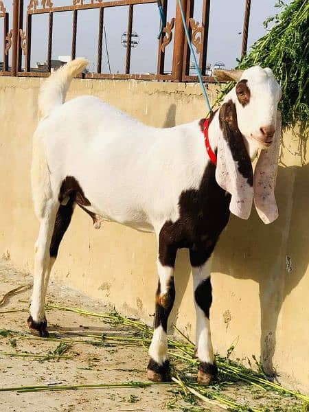 rajanpuri Bakra urgent sell 0