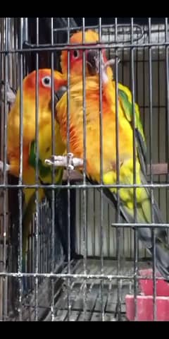 sunconure