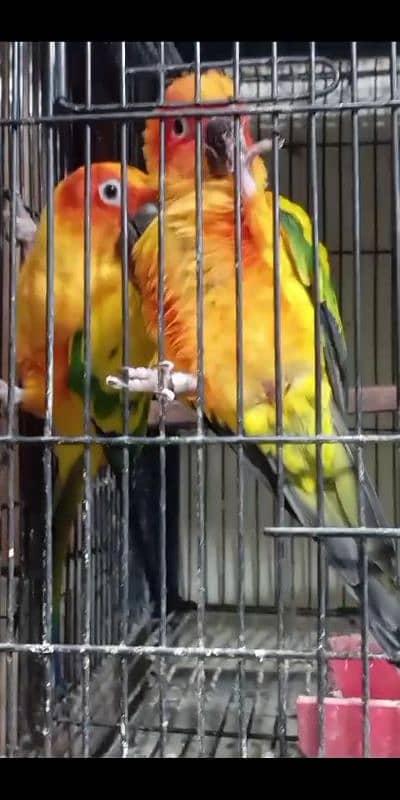 sunconure pair 0