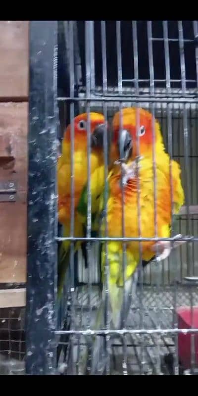 sunconure pair 1