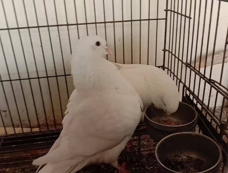 white king pigeon pair for sale 2