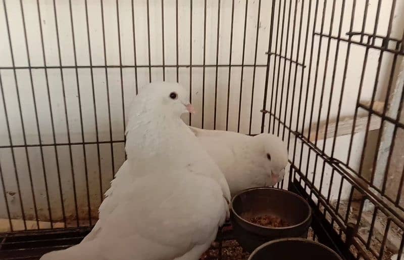 white king pigeon pair for sale 3