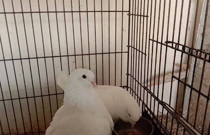 white king pigeon pair for sale 4