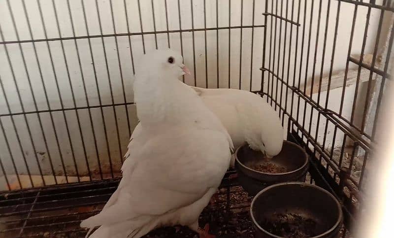 white king pigeon pair for sale 5