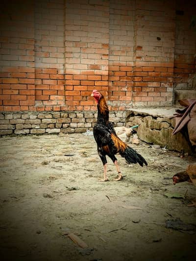 Japanese Shamo Chicks