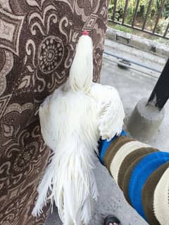 white Heera aseel patha for sale safaed nok nali me