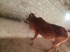 cow for sale