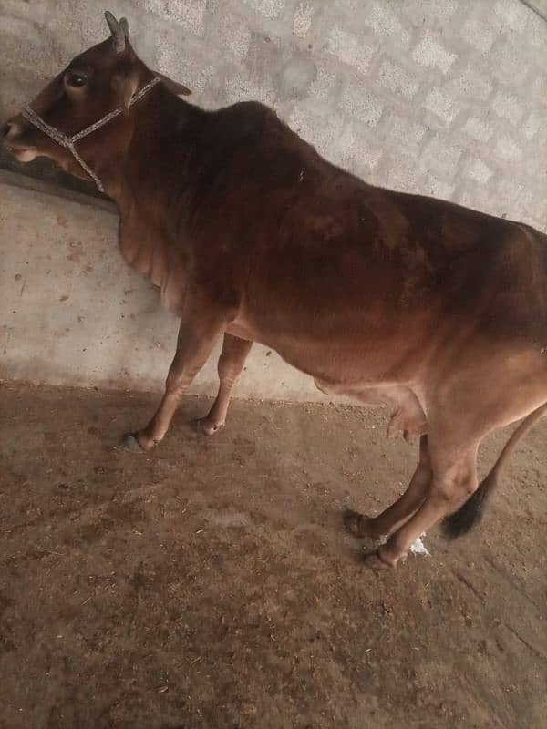 cow for sale 2