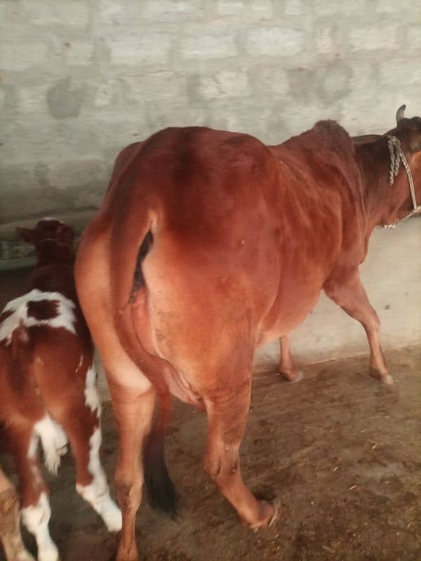 cow for sale 3