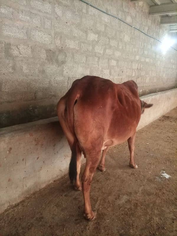 cow for sale 4