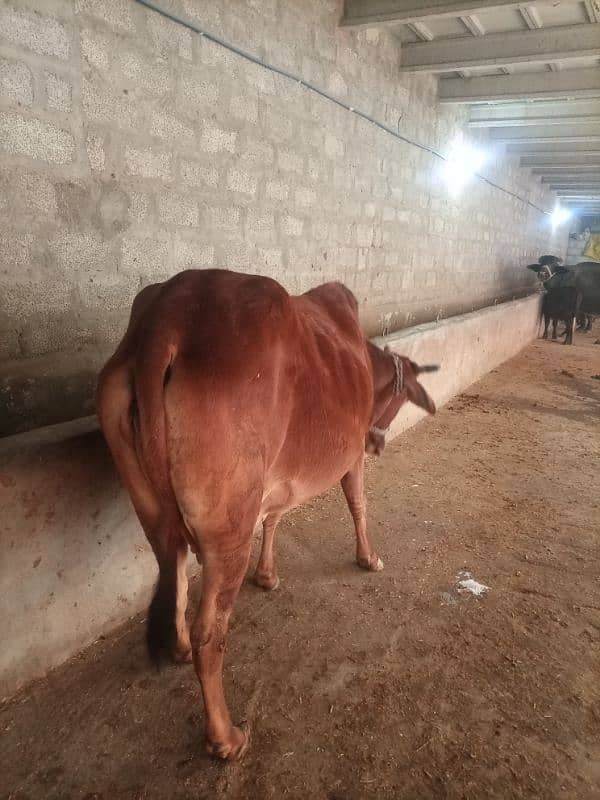 cow for sale 5