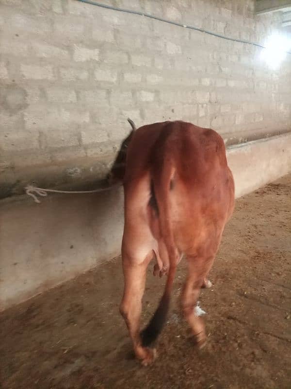 cow for sale 6