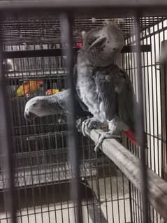 AFRICAN GREY,ORANGE WING AMAZON,SWINSON LORIES BREEDER PAIRS