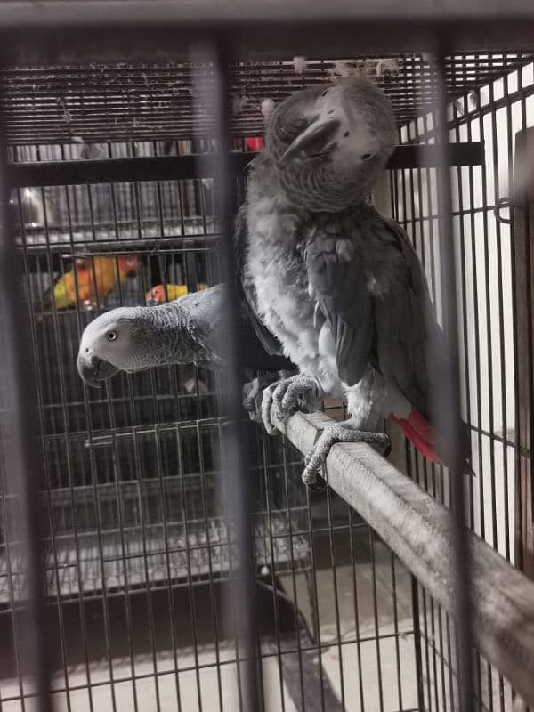 AFRICAN GREY,ORANGE WING AMAZON,SWINSON LORIES BREEDER PAIRS 0