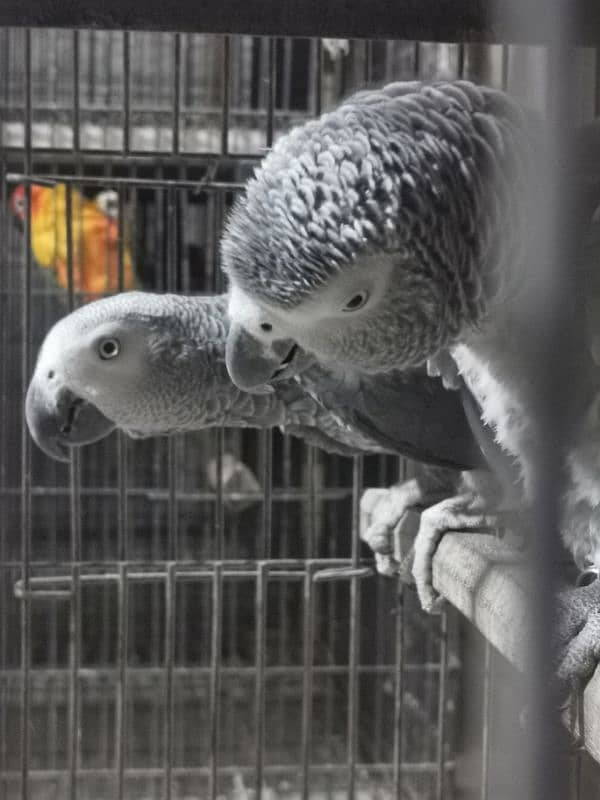 AFRICAN GREY,ORANGE WING AMAZON,SWINSON LORIES BREEDER PAIRS 1