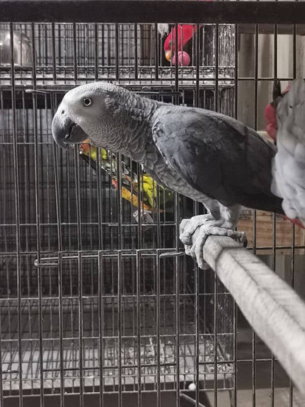 AFRICAN GREY,ORANGE WING AMAZON,SWINSON LORIES BREEDER PAIRS 2