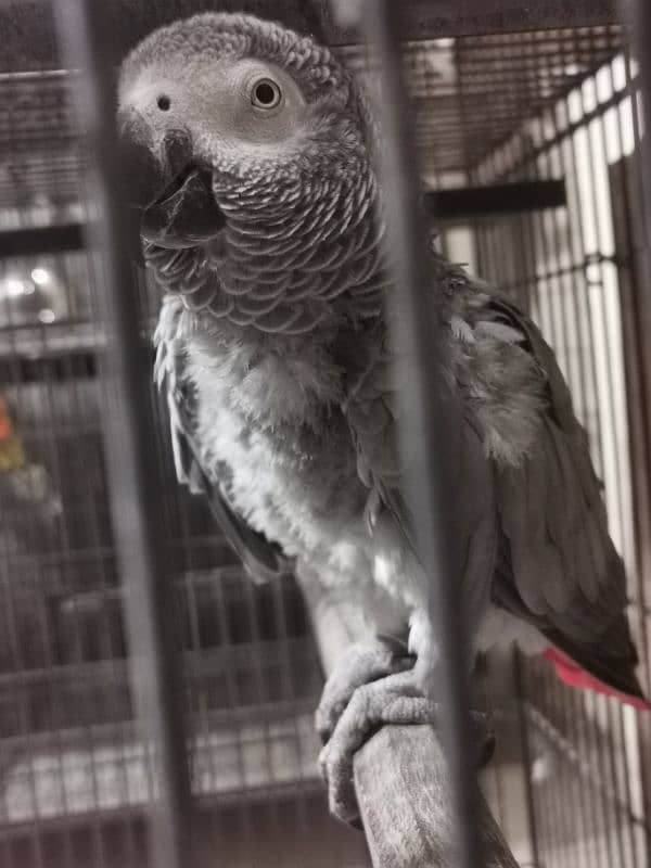 AFRICAN GREY,ORANGE WING AMAZON,SWINSON LORIES BREEDER PAIRS 3