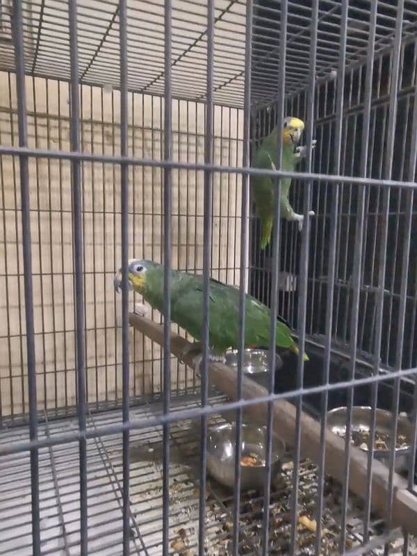 AFRICAN GREY,ORANGE WING AMAZON,SWINSON LORIES BREEDER PAIRS 4