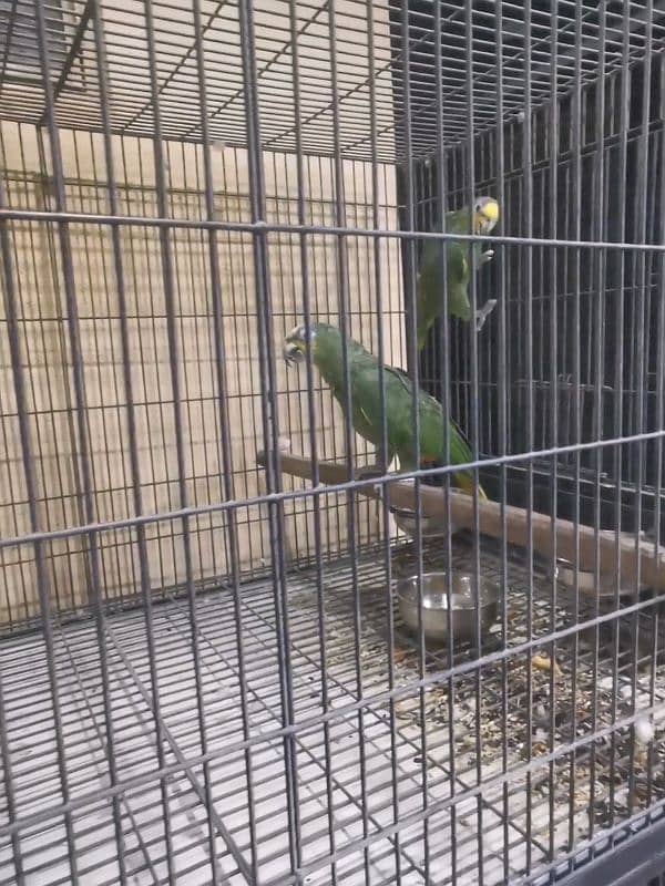 AFRICAN GREY,ORANGE WING AMAZON,SWINSON LORIES BREEDER PAIRS 5