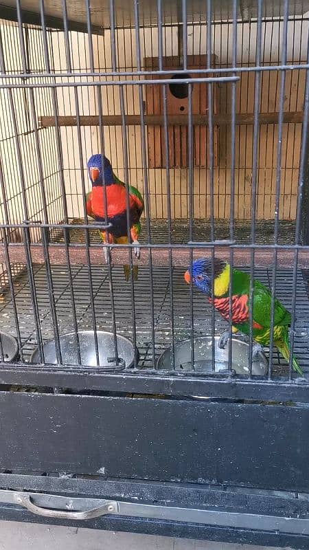 AFRICAN GREY,ORANGE WING AMAZON,SWINSON LORIES BREEDER PAIRS 6