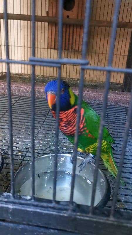 AFRICAN GREY,ORANGE WING AMAZON,SWINSON LORIES BREEDER PAIRS 8