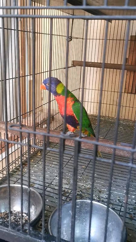 AFRICAN GREY,ORANGE WING AMAZON,SWINSON LORIES BREEDER PAIRS 9