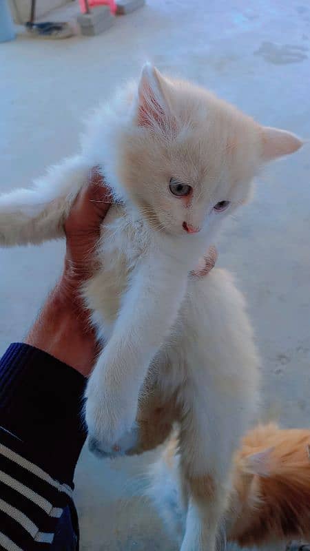 Persian kitten 1