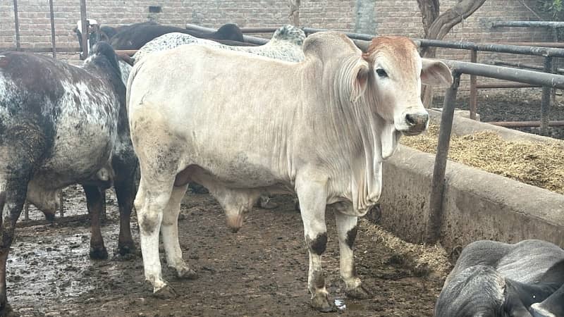 qurbni k    bull per animal live weight 390 0