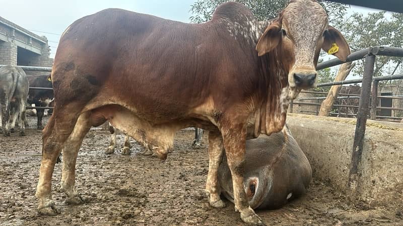 qurbni k    bull per animal live weight 390 2