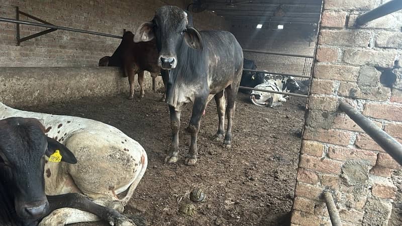 qurbni k    bull per animal live weight 390 3