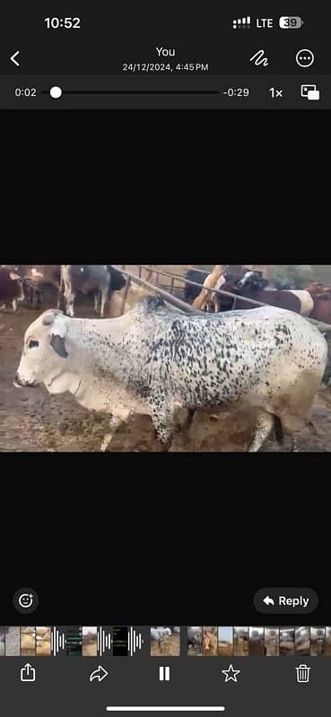 qurbni k    bull per animal live weight 390 7