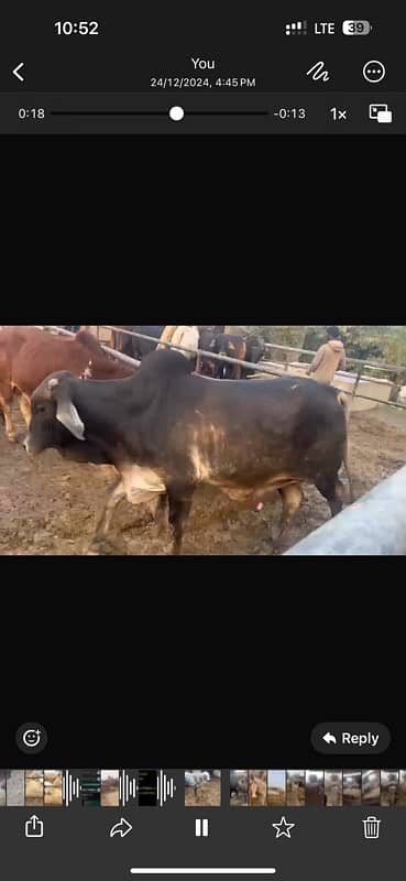 qurbni k    bull per animal live weight 390 8