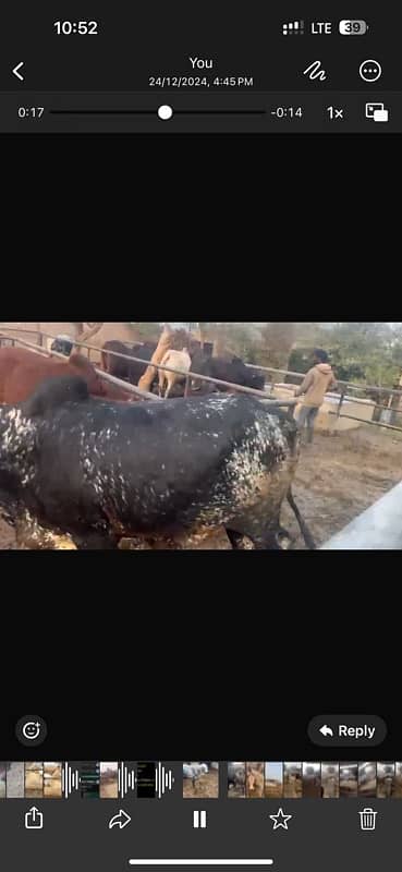 qurbni k    bull per animal live weight 390 9