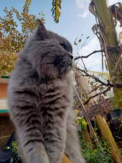 Persian Tripple Coat Male Cat For Sale